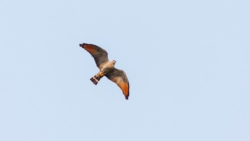 Plumbeous Kite (Ictinia plumbea)